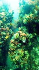 Scuba Diving the Cape