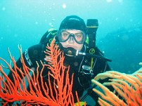 Scuba Diving the Cape