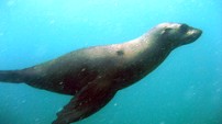 Scuba Diving the Cape