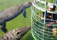 Crocodile cage