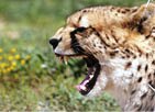 Cape Town Tours and Day Trips Cape Town Tours and Day Trips