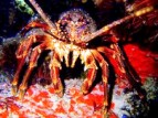Scuba Diving the Cape