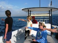 Whales watching boat tour