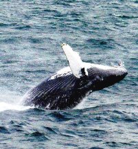 Whales watching boat tour
