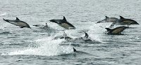 Whales watching boat tour