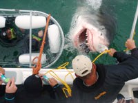 Cape Town Tours and Day Trips Cape Town Tours and Day Trips