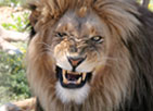 Cape Town Tours and Day Trips Cape Town Tours and Day Trips
