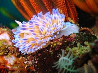 Scuba Diving the Cape